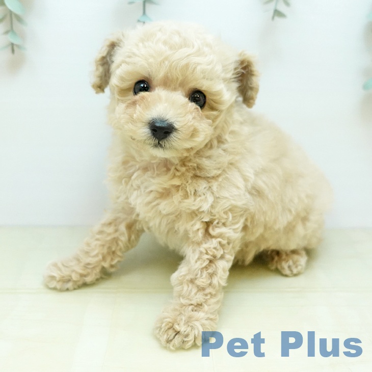 岡山県のトイプードル(トイ) (ペットプラス 岡山店/2025年11月25日生まれ/男の子/クリーム)の子犬の1枚目の画像