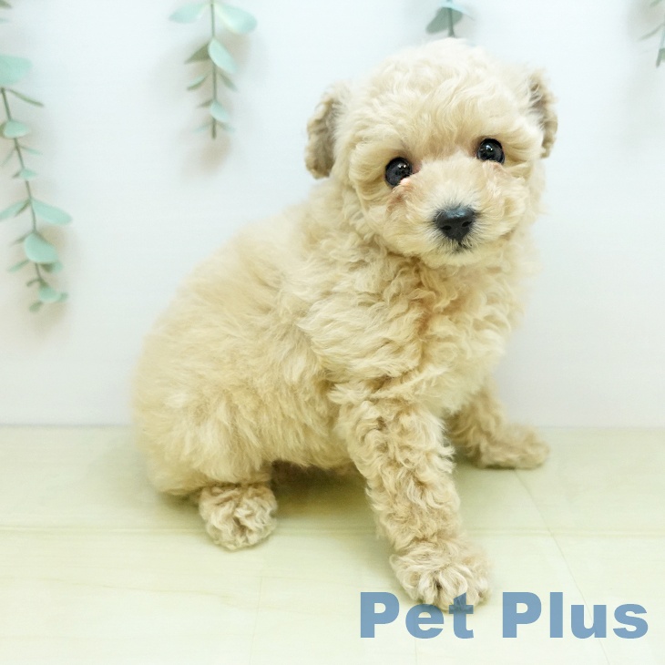 岡山県のトイプードル(トイ) (ペットプラス 岡山店/2025年11月25日生まれ/男の子/クリーム)の子犬の2枚目の画像