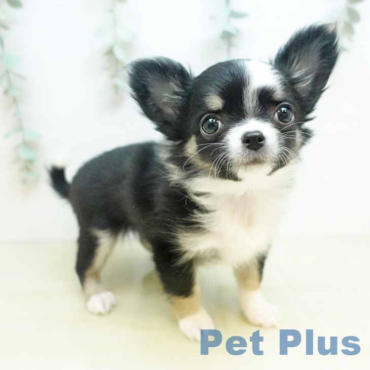 愛媛県のチワワ(ロング) (ペットプラス 新居浜店/2025年11月25日生まれ/女の子/ブラックタンホワイト)の子犬の1枚目の画像
