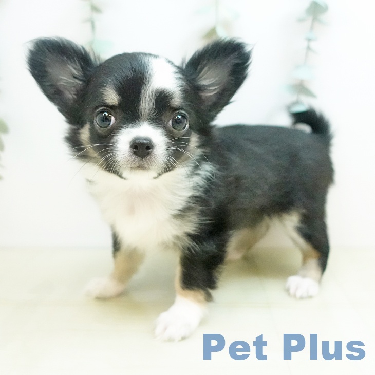 愛媛県のチワワ(ロング) (ペットプラス 新居浜店/2025年11月25日生まれ/女の子/ブラックタンホワイト)の子犬の2枚目の画像
