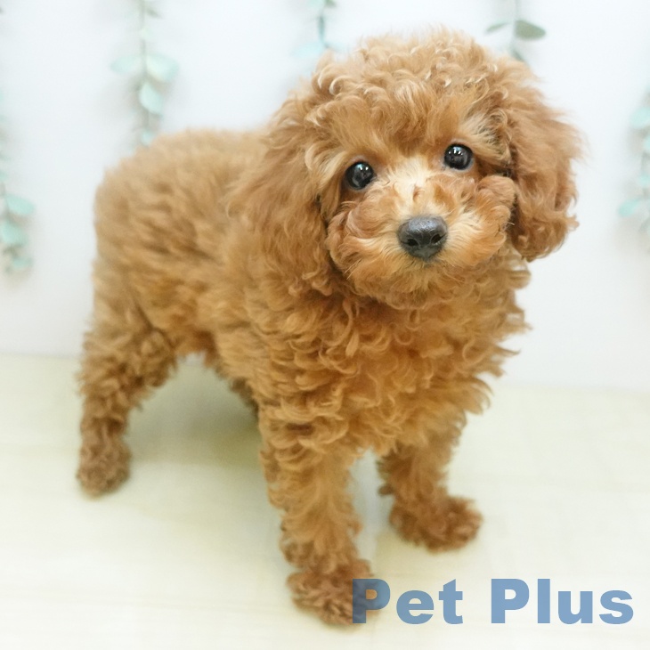 愛媛県のトイプードル(トイ) (ペットプラス 新居浜店/2025年11月18日生まれ/女の子/レッドフォーン)の子犬の1枚目の画像