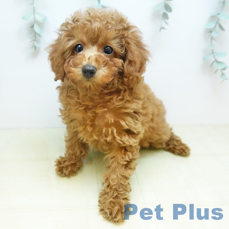 愛媛県のトイプードル(トイ) (ペットプラス 新居浜店/2025年11月18日生まれ/女の子/レッドフォーン)の子犬の2枚目の画像