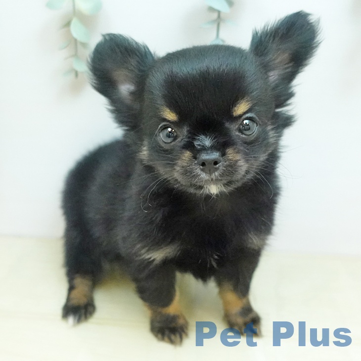 愛媛県のチワワ(ロング) (ペットプラス 新居浜店/2025年11月22日生まれ/男の子/ブラックタン)の子犬の1枚目の画像
