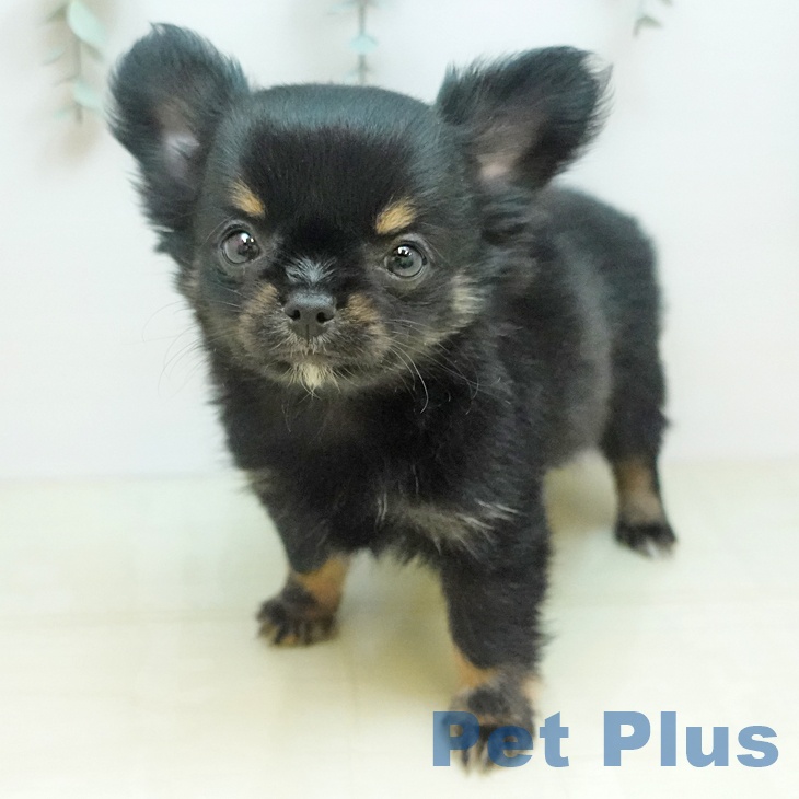 愛媛県のチワワ(ロング) (ペットプラス 新居浜店/2025年11月22日生まれ/男の子/ブラックタン)の子犬の2枚目の画像