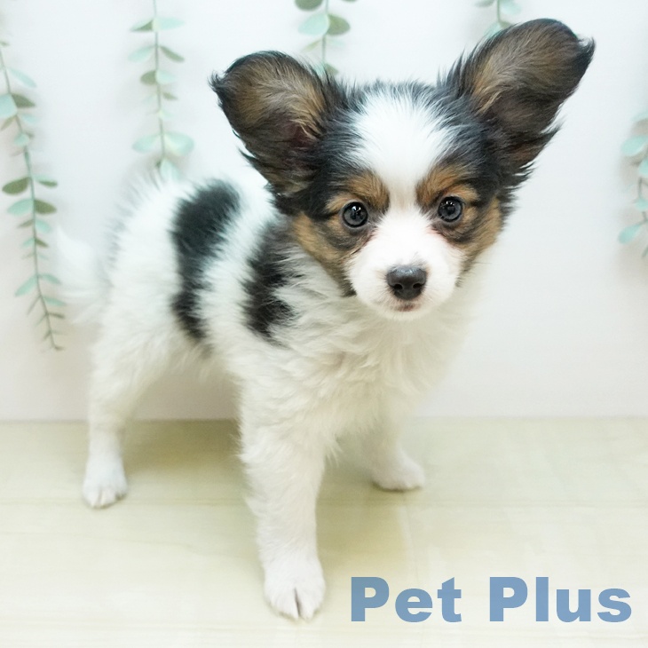 岡山県のパピヨン (ペッツワン 岡山南店/2025年11月20日生まれ/女の子/ホワイトセーブル)の子犬の1枚目の画像