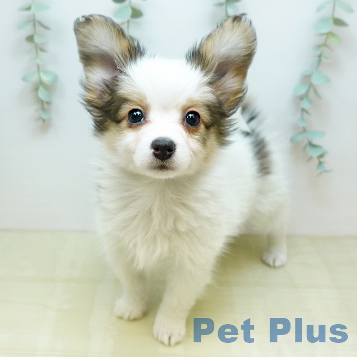 鳥取県のパピヨン (ペッツワン 日吉津店/2025年11月20日生まれ/女の子/ホワイトブラウン)の子犬の1枚目の画像