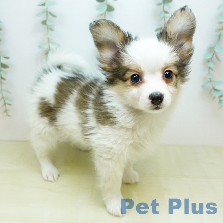 鳥取県のパピヨン (ペッツワン 日吉津店/2025年11月20日生まれ/女の子/ホワイトブラウン)の子犬の2枚目の画像