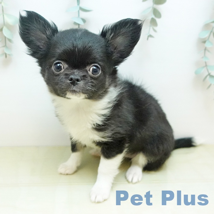 鳥取県のチワワ(ロング) (ペッツワン 日吉津店/2025年11月13日生まれ/女の子/ブラックホワイト)の子犬の1枚目の画像