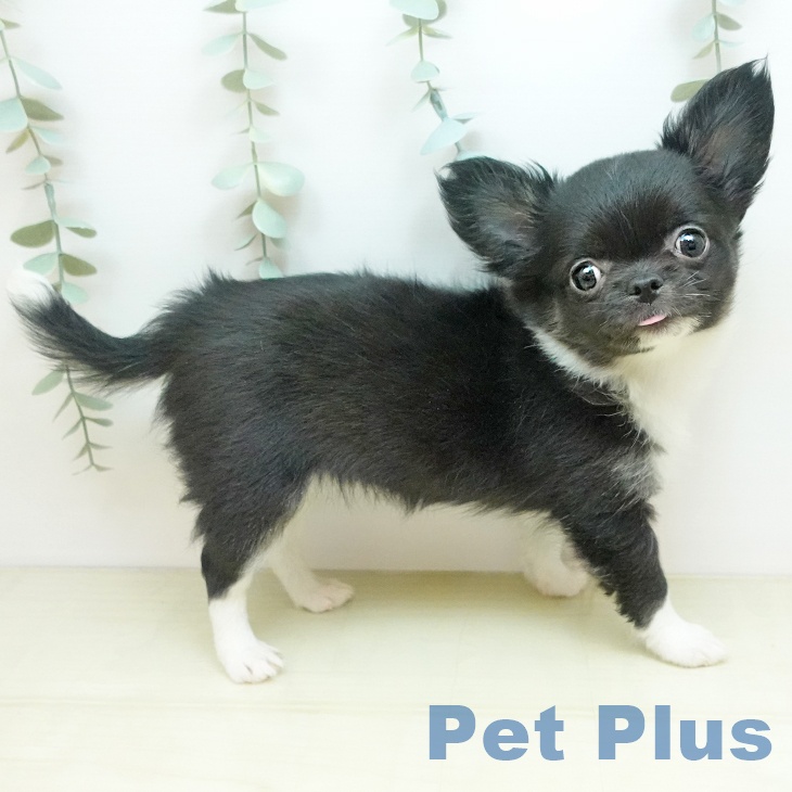 鳥取県のチワワ(ロング) (ペッツワン 日吉津店/2025年11月13日生まれ/女の子/ブラックホワイト)の子犬の2枚目の画像