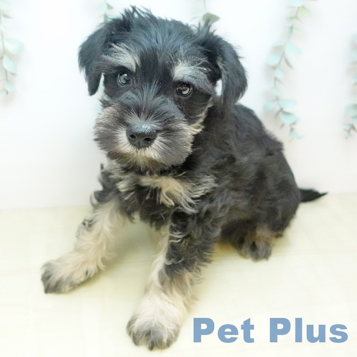 徳島県のミニチュアシュナウザー (ペットプラス 徳島店/2025年11月28日生まれ/男の子/ブラックシルバー)の子犬