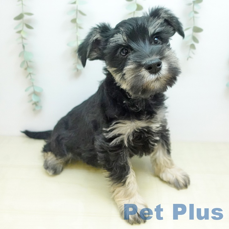 愛媛県のミニチュアシュナウザー (ペットプラス 新居浜店/2025年11月28日生まれ/男の子/ブラックシルバー)の子犬の1枚目の画像