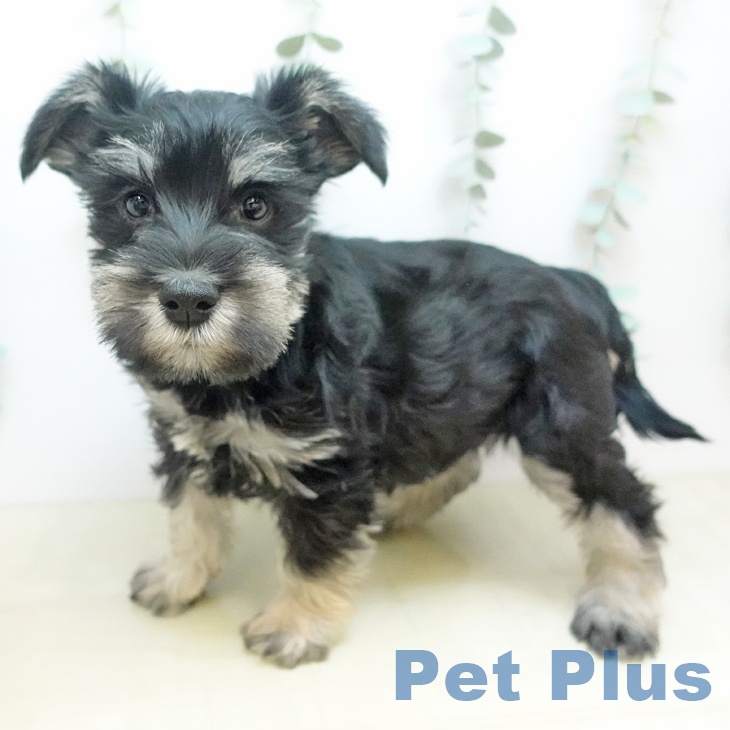 愛媛県のミニチュアシュナウザー (ペットプラス 新居浜店/2025年11月28日生まれ/男の子/ブラックシルバー)の子犬の2枚目の画像