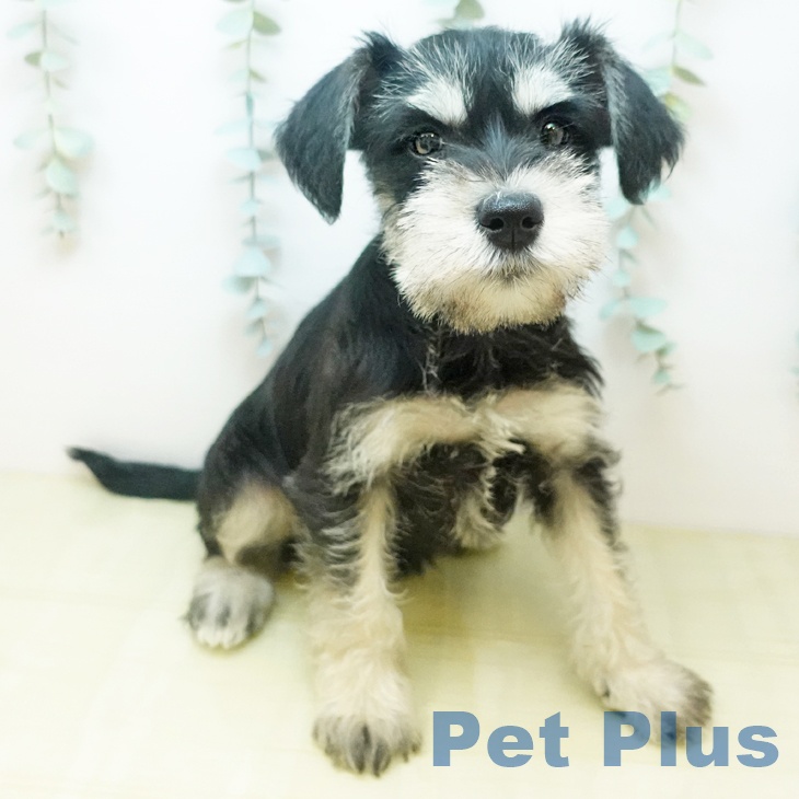 岡山県のミニチュアシュナウザー (ペッツワン 岡山南店/2025年11月28日生まれ/女の子/ブラックシルバー)の子犬の1枚目の画像