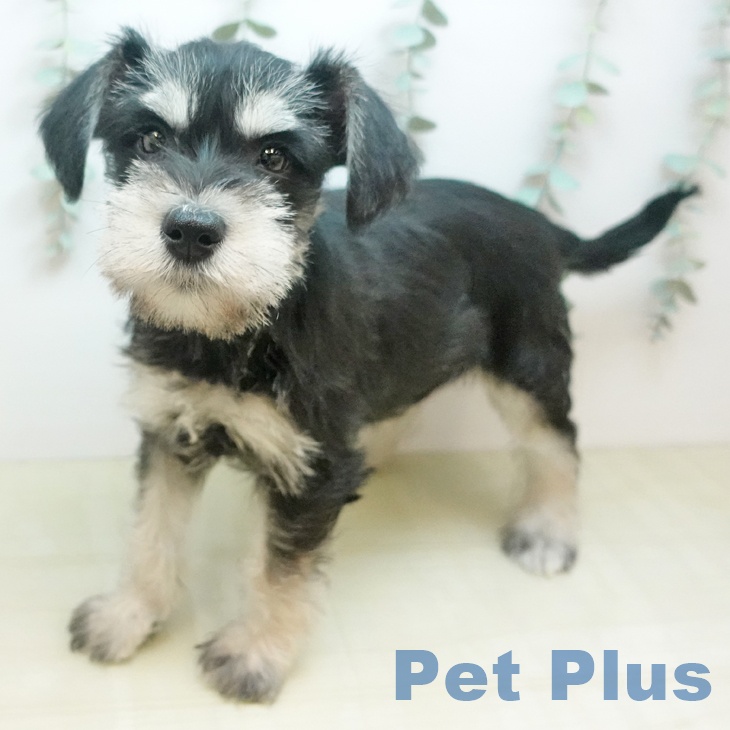 岡山県のミニチュアシュナウザー (ペッツワン 岡山南店/2025年11月28日生まれ/女の子/ブラックシルバー)の子犬の2枚目の画像