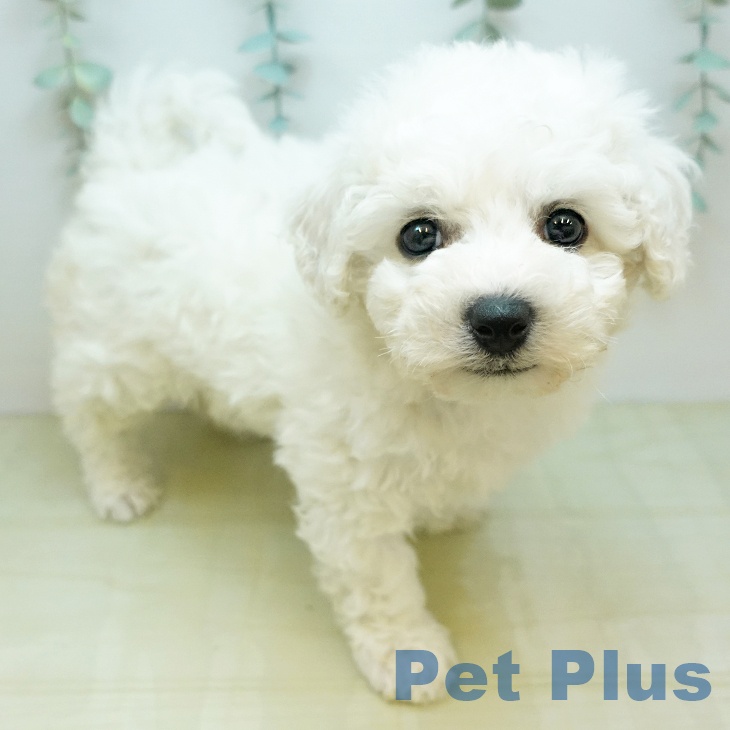徳島県のビションフリーゼ (ペットプラス 徳島店/2025年11月24日生まれ/女の子/ホワイト)の子犬
