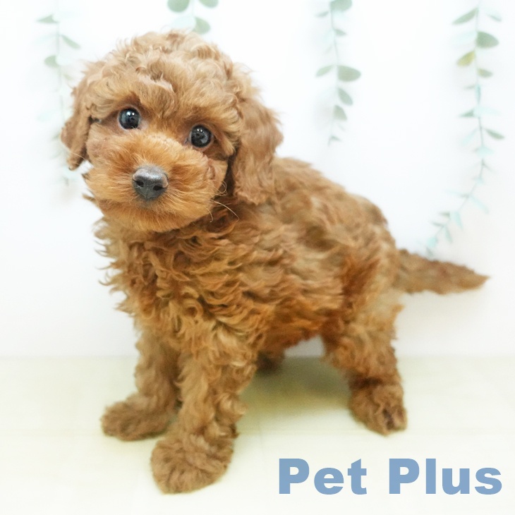 岡山県のトイプードル(トイ) (ペッツワン 岡山南店/2025年11月26日生まれ/男の子/レッド)の子犬の1枚目の画像