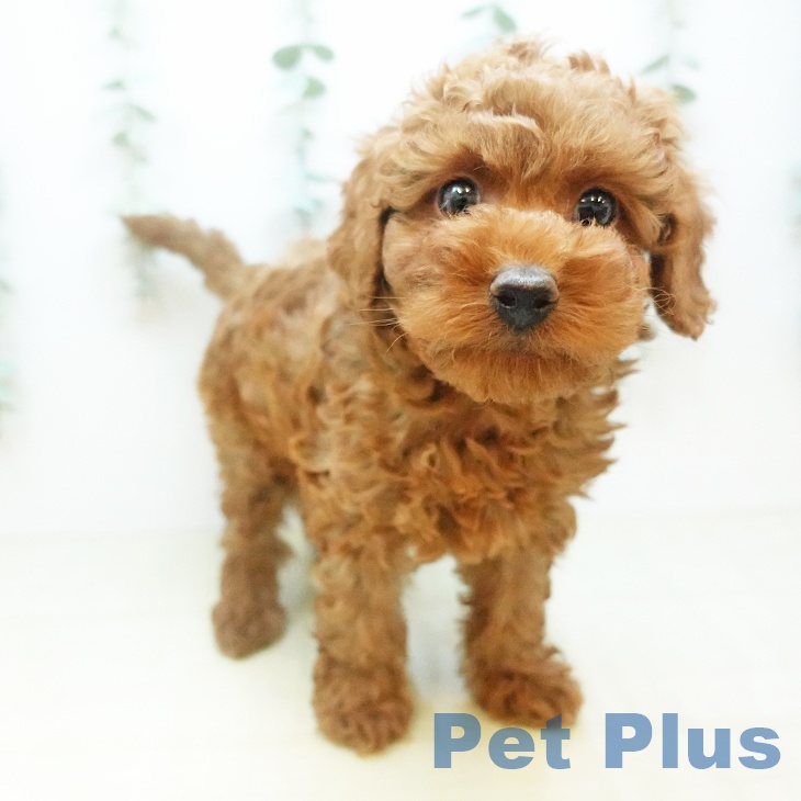 岡山県のトイプードル(トイ) (ペッツワン 岡山南店/2025年11月26日生まれ/男の子/レッド)の子犬の2枚目の画像