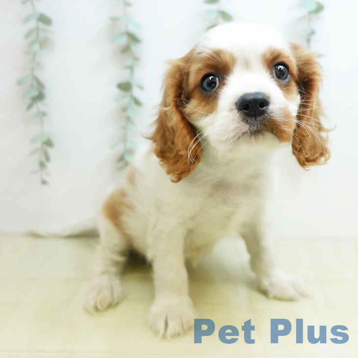 鳥取県のキャバリアキングチャールズスパニエル (ペッツワン 日吉津店/2025年11月28日生まれ/男の子/ブレンハイム)の子犬の1枚目の画像