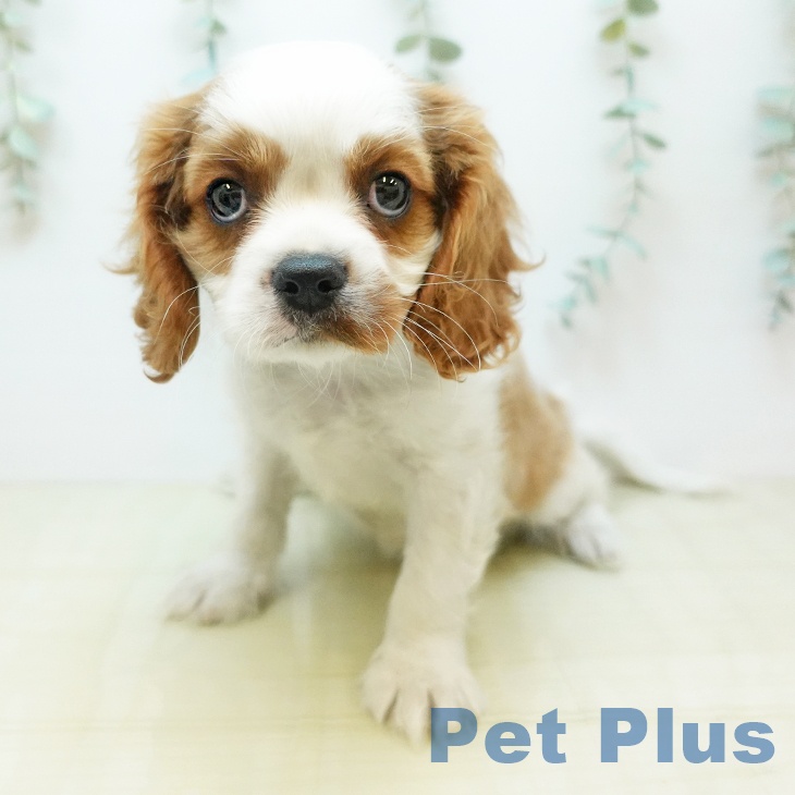 鳥取県のキャバリアキングチャールズスパニエル (ペッツワン 日吉津店/2025年11月28日生まれ/男の子/ブレンハイム)の子犬の2枚目の画像