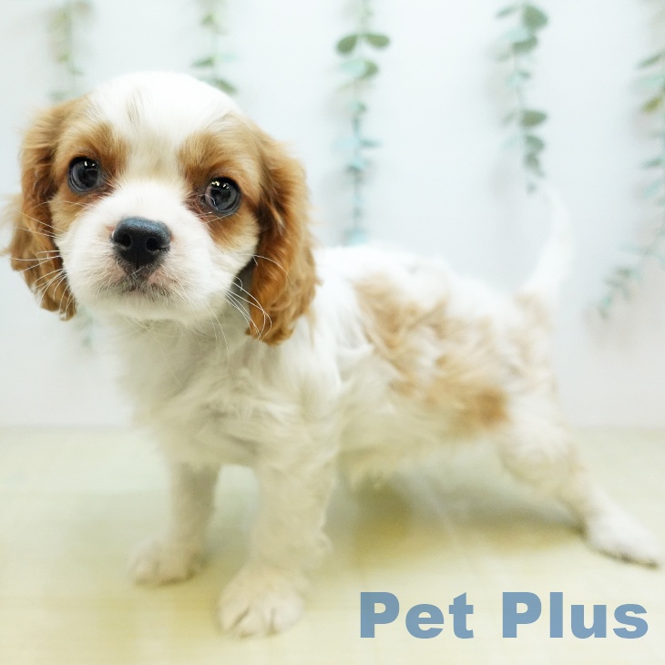 香川県のキャバリアキングチャールズスパニエル (ペットプラス 高松店/2025年11月28日生まれ/男の子/ブレンハイム)の子犬の1枚目の画像