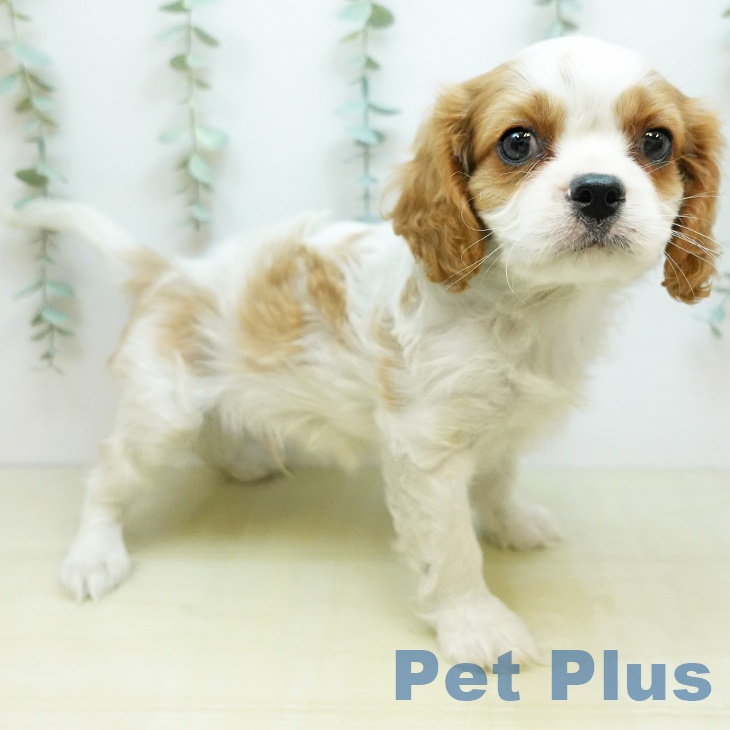 香川県のキャバリアキングチャールズスパニエル (ペットプラス 高松店/2025年11月28日生まれ/男の子/ブレンハイム)の子犬の2枚目の画像