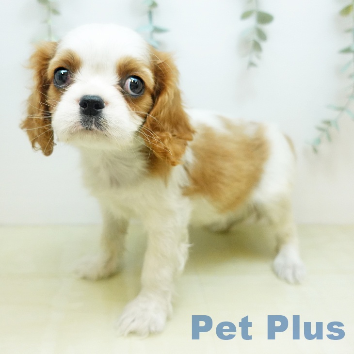 岡山県のキャバリアキングチャールズスパニエル (ペットプラス 岡山店/2025年11月28日生まれ/女の子/ブレンハイム)の子犬