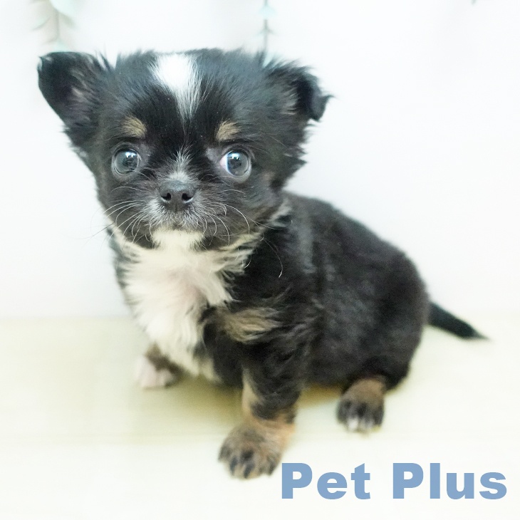 香川県のチワワ(ロング) (ペットプラス 高松店/2025年11月25日生まれ/男の子/ブラックタンホワイト)の子犬の1枚目の画像