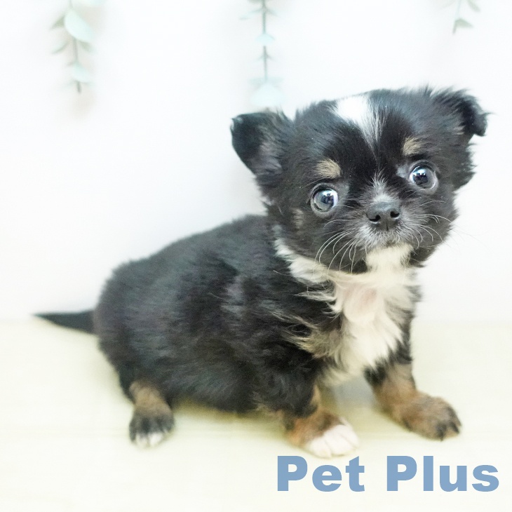 香川県のチワワ(ロング) (ペットプラス 高松店/2025年11月25日生まれ/男の子/ブラックタンホワイト)の子犬の2枚目の画像