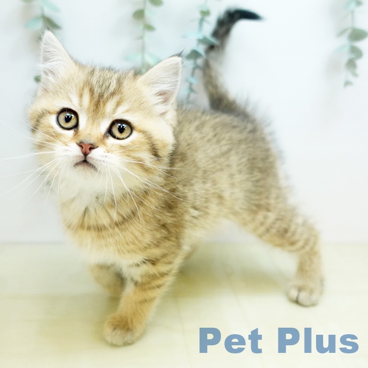 香川県のスコティッシュフォールド (ペットプラス 高松店/2025年11月28日生まれ/女の子/ブラウンマッカレルタビー)の子猫