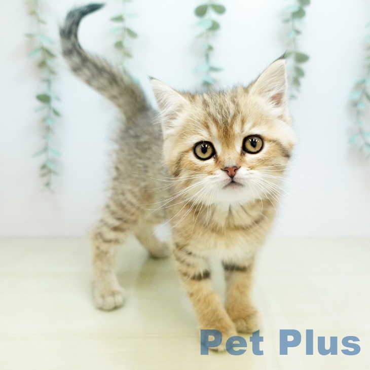 香川県のスコティッシュフォールド (ペットプラス 高松店/2025年11月28日生まれ/女の子/ブラウンマッカレルタビー)の子猫の2枚目の画像