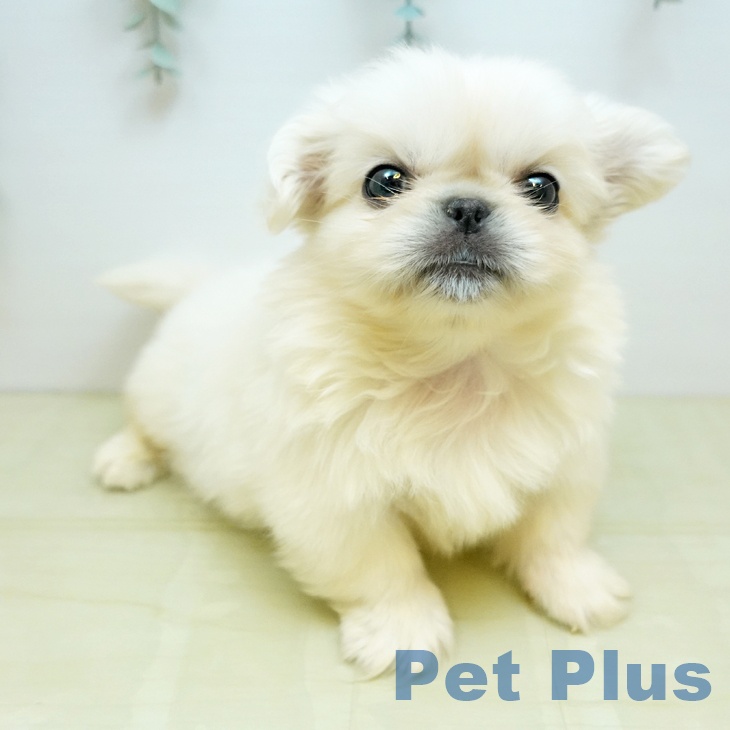 岡山県のペキニーズ (ペットプラス 岡山店/2025年11月28日生まれ/男の子/ホワイト)の子犬の1枚目の画像