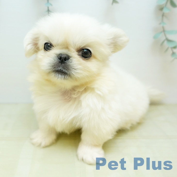 岡山県のペキニーズ (ペットプラス 岡山店/2025年11月28日生まれ/男の子/ホワイト)の子犬の2枚目の画像
