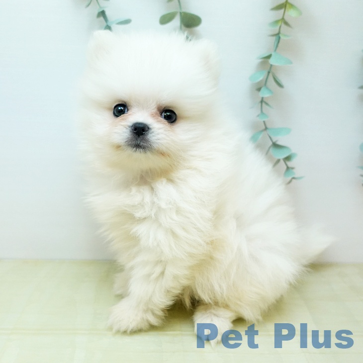 香川県のポメラニアン (ペットプラス 綾川店/2025年11月27日生まれ/男の子/ホワイト)の子犬の1枚目の画像