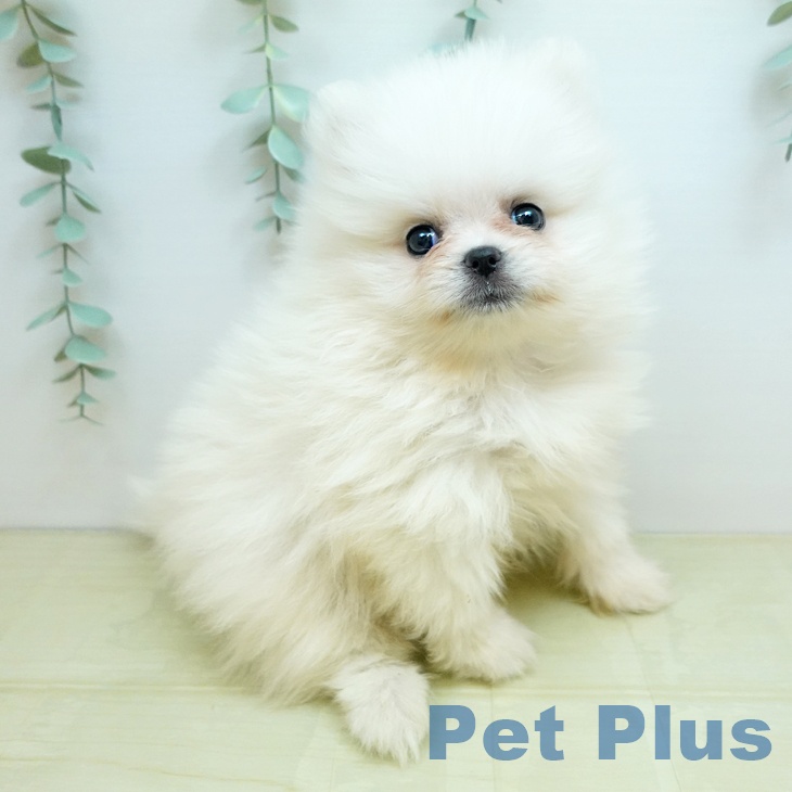 香川県のポメラニアン (ペットプラス 綾川店/2025年11月27日生まれ/男の子/ホワイト)の子犬の2枚目の画像