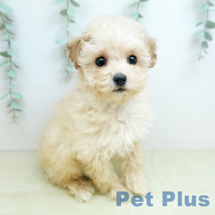 香川県のトイプードル(トイ) (ペットプラス 綾川店/2025年11月3日生まれ/男の子/クリーム)の子犬の1枚目の画像