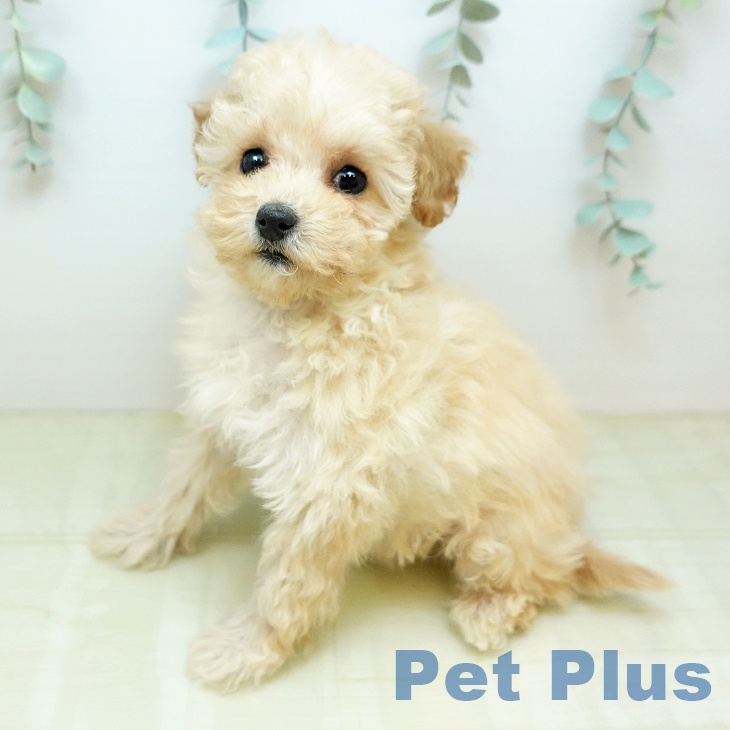 香川県のトイプードル(トイ) (ペットプラス 綾川店/2025年11月3日生まれ/男の子/クリーム)の子犬の2枚目の画像