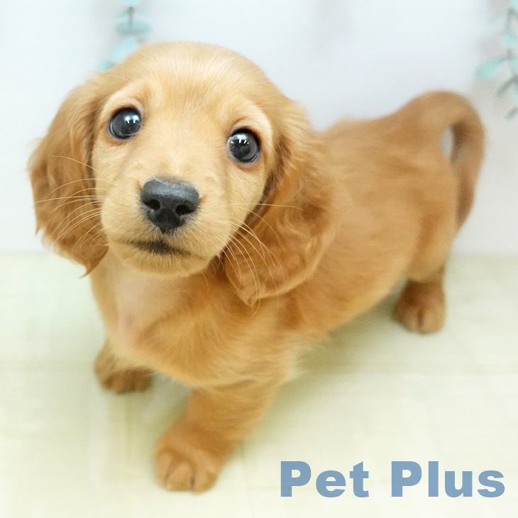 ミニチュア・ダックスフンド