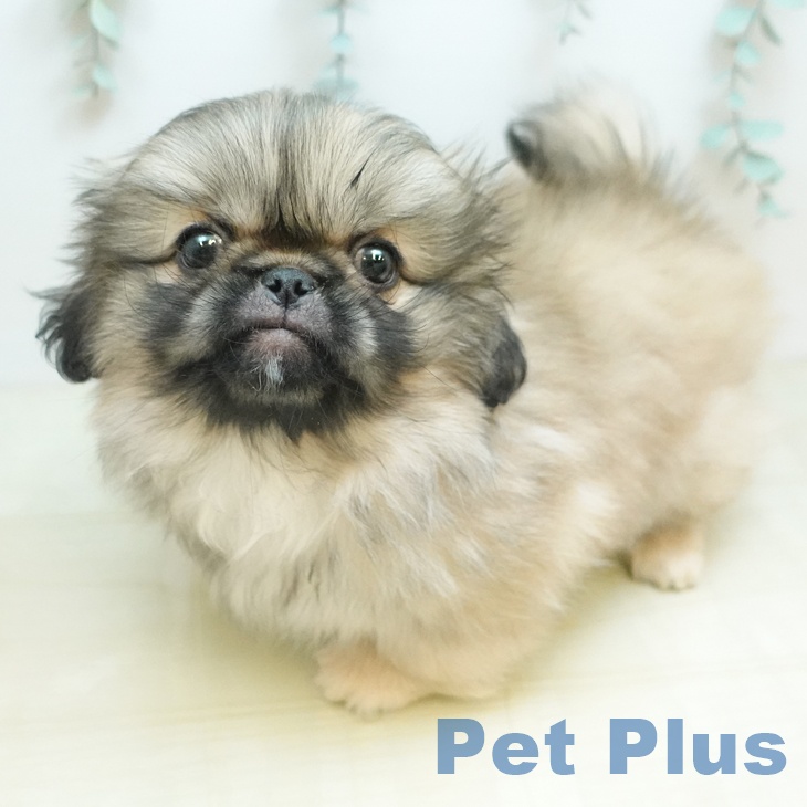 香川県のペキニーズ (ペットプラス 綾川店/2025年11月26日生まれ/男の子/フォーン)の子犬の1枚目の画像