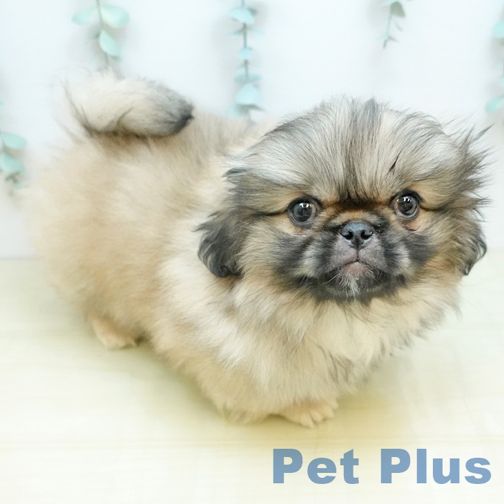香川県のペキニーズ (ペットプラス 綾川店/2025年11月26日生まれ/男の子/フォーン)の子犬の2枚目の画像