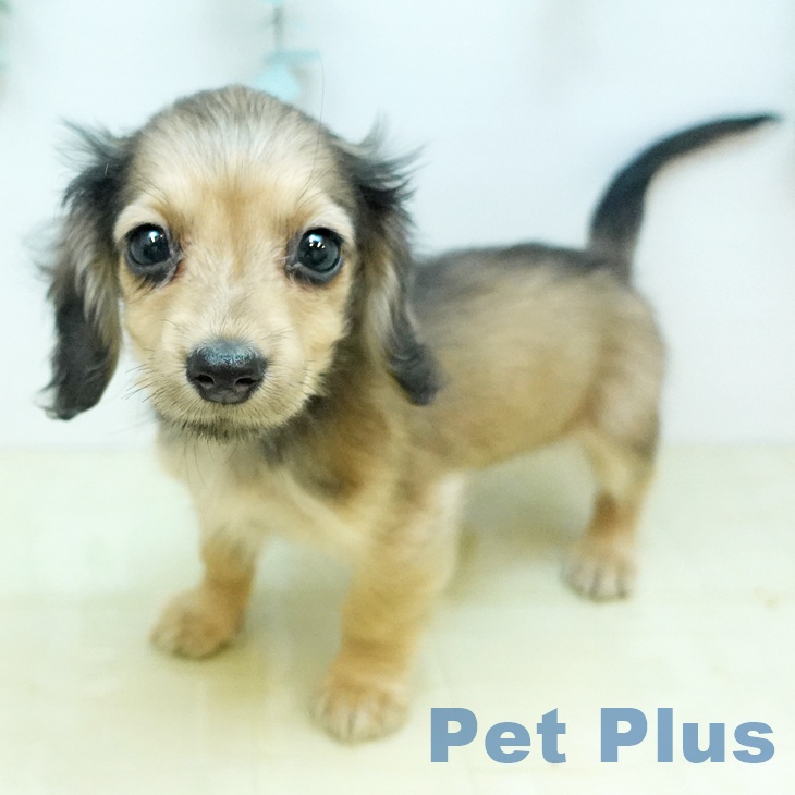 岡山県のミニチュアダックスフンド(ロング) (ペットプラス 岡山店/2025年11月29日生まれ/女の子/シェーデットイエロー)の子犬