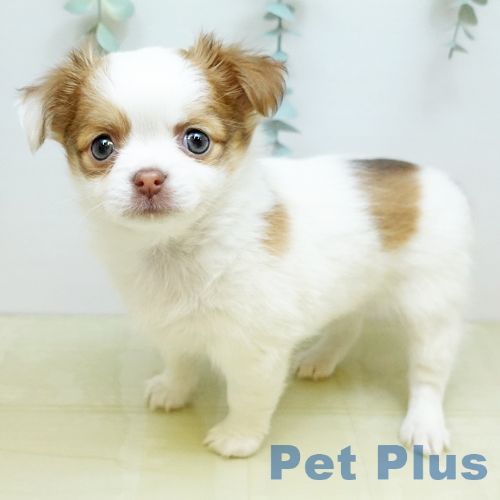 鳥取県のチワワ(ロング) (ペッツワン 日吉津店/2025年12月3日生まれ/女の子/ホワイトチョコレートフォーン)の子犬の1枚目の画像