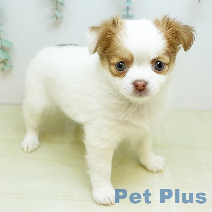 鳥取県のチワワ(ロング) (ペッツワン 日吉津店/2025年12月3日生まれ/女の子/ホワイトチョコレートフォーン)の子犬の2枚目の画像
