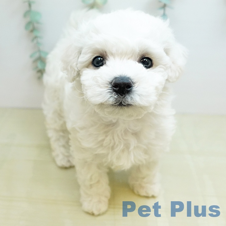 長野県のビションフリーゼ (ペットプラス 須坂店/2025年12月1日生まれ/男の子/ホワイト)の子犬の1枚目の画像