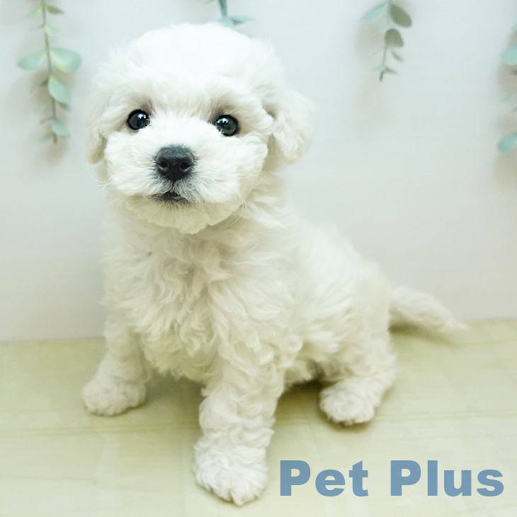 長野県のビションフリーゼ (ペットプラス 須坂店/2025年12月1日生まれ/男の子/ホワイト)の子犬の2枚目の画像