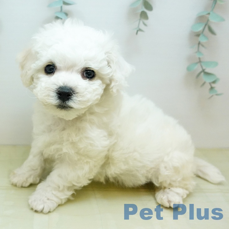 岡山県のビションフリーゼ (ペットプラス 岡山店/2025年12月1日生まれ/男の子/ホワイト)の子犬