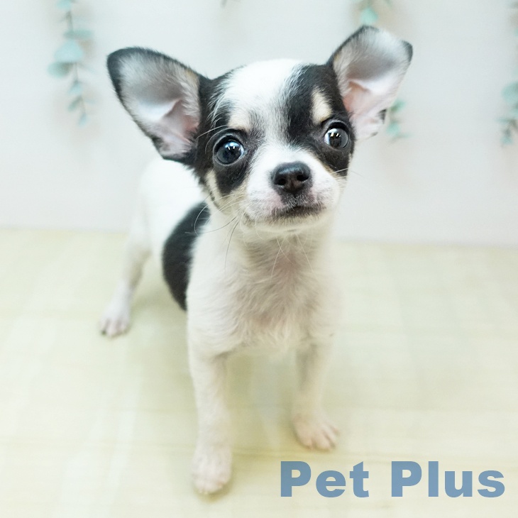 香川県のチワワ(ロング) (ペットプラス 綾川店/2025年11月18日生まれ/女の子/ホワイトブラッククリーム)の子犬の1枚目の画像