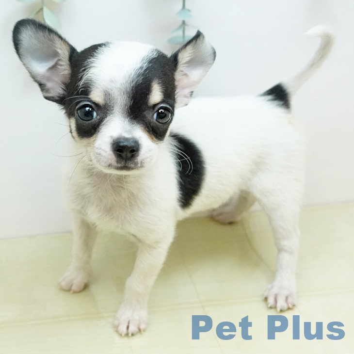 香川県のチワワ(ロング) (ペットプラス 綾川店/2025年11月18日生まれ/女の子/ホワイトブラッククリーム)の子犬の2枚目の画像