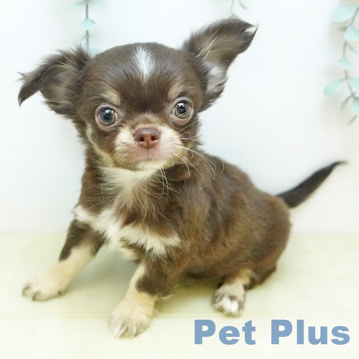 岡山県のチワワ(ロング) (ペットプラス 岡山店/2025年12月1日生まれ/男の子/チョコレートクリームホワイト)の子犬