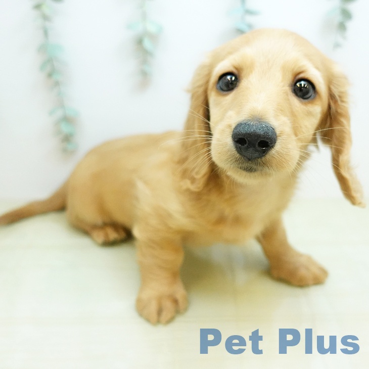 神奈川県のミニチュアダックスフンド(ロング) (ペットプラス ビアレ横浜店/2025年12月3日生まれ/男の子/クリアレッド)の子犬の1枚目の画像