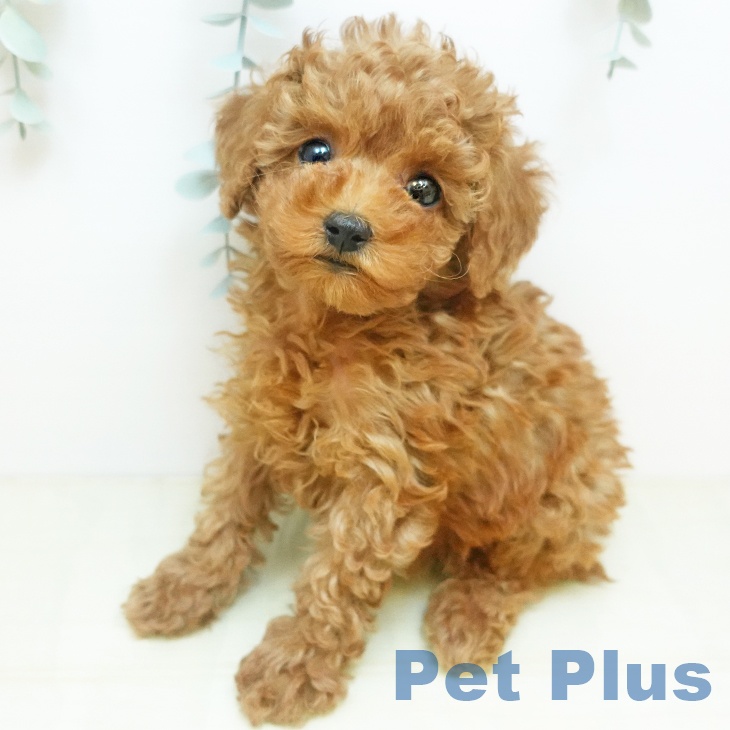 トイ・プードルの写真1